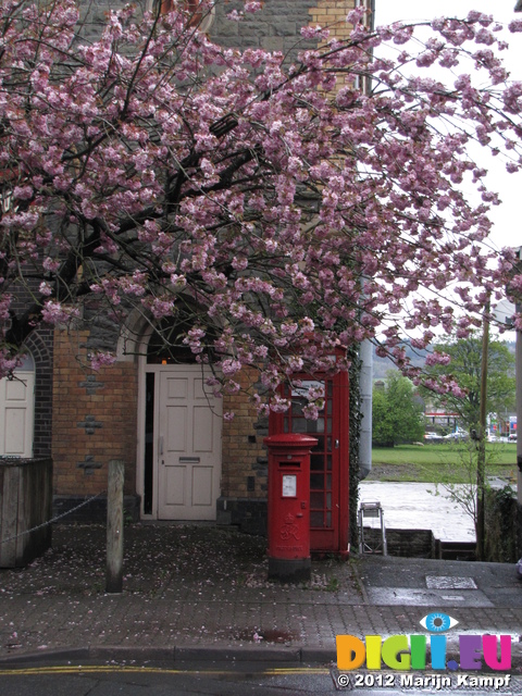 SX21992 Old fashioned letterbox and phonebox underneath blossom